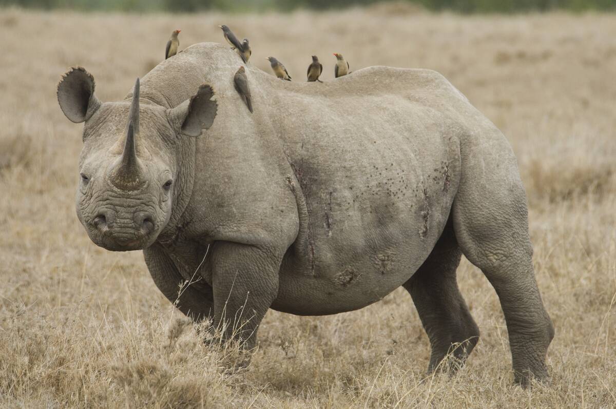 2000s White Rhino Ceratothe...