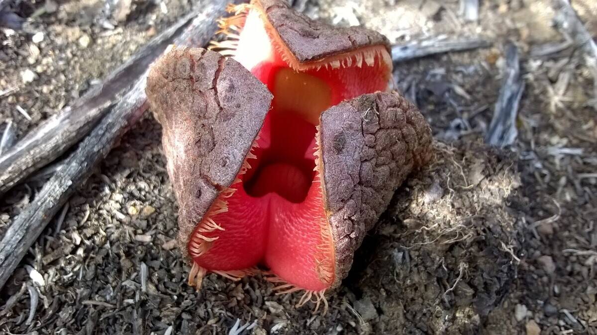 Hydnora_africana_29537922