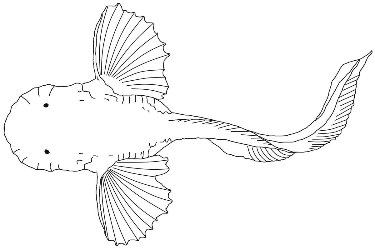 Pseudoliparis_amblystomopsis_2