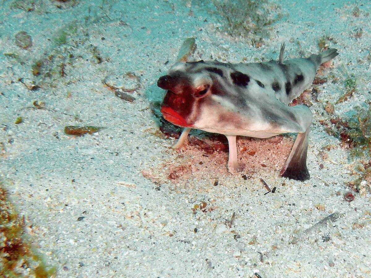 Red-lipped_Bat_fish