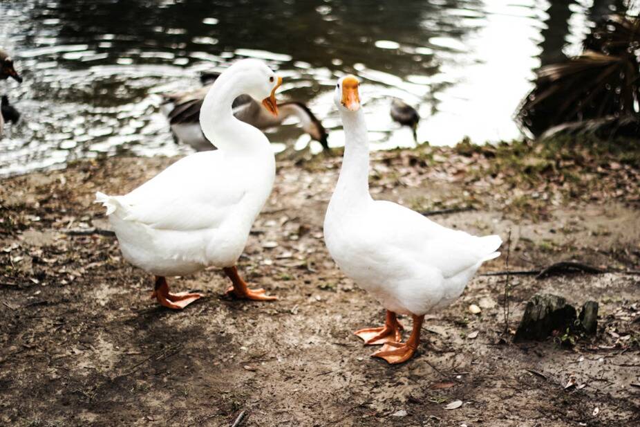 Screenshot 2026-02-11 at 11.23.42 AM