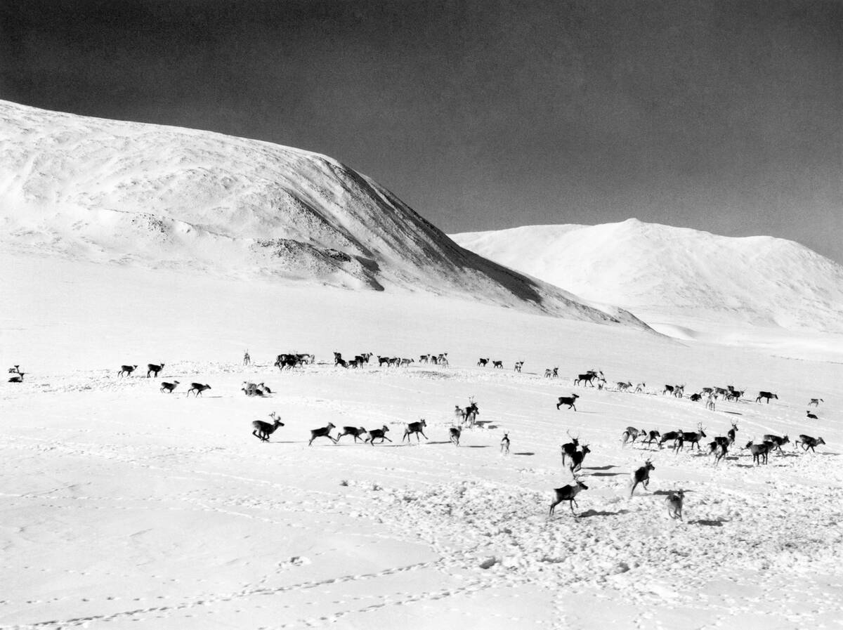 'A Herd Of Caribou In The Canadian Tundra'