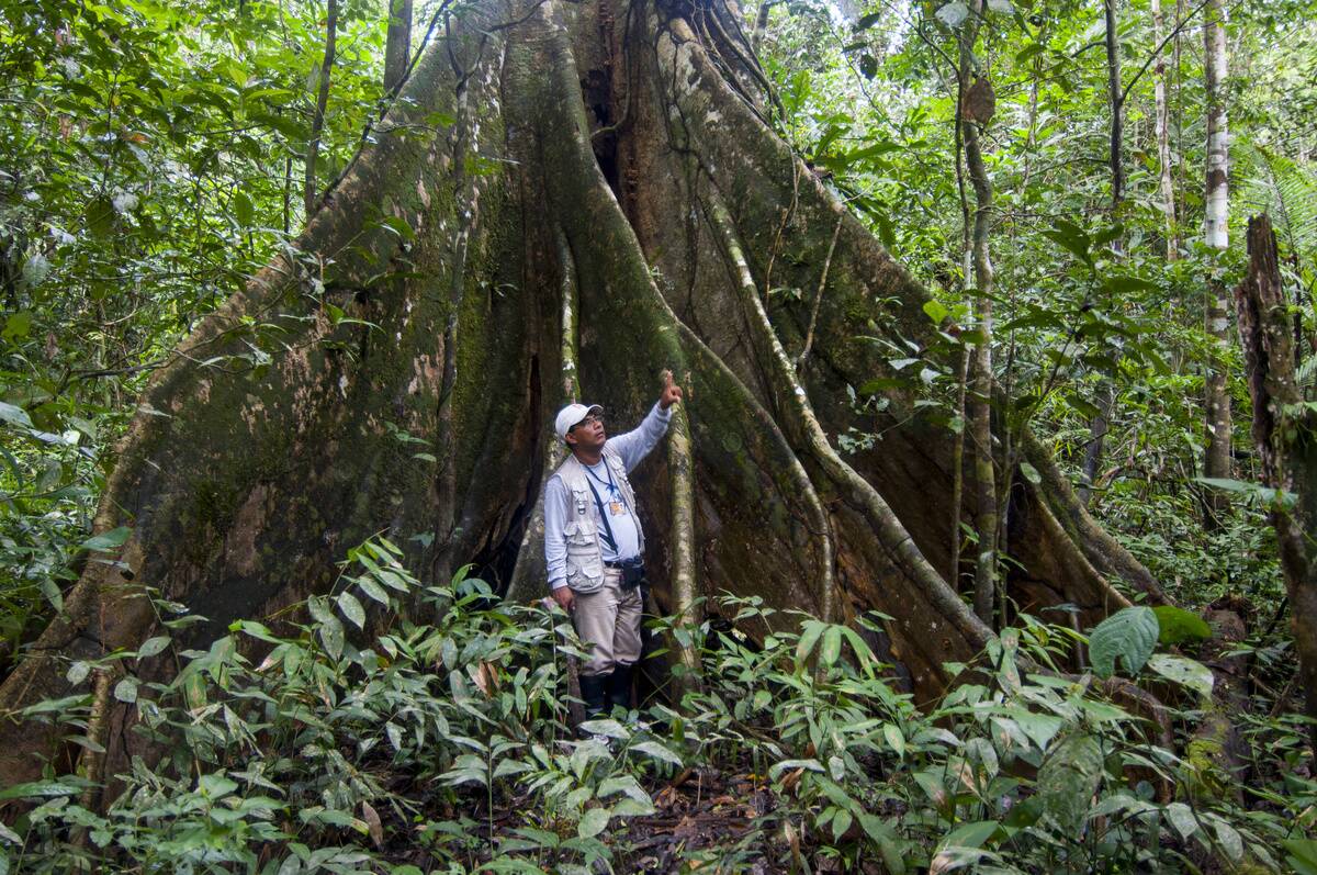 A local man in front of a Ceiba tree with buttress roots in...
