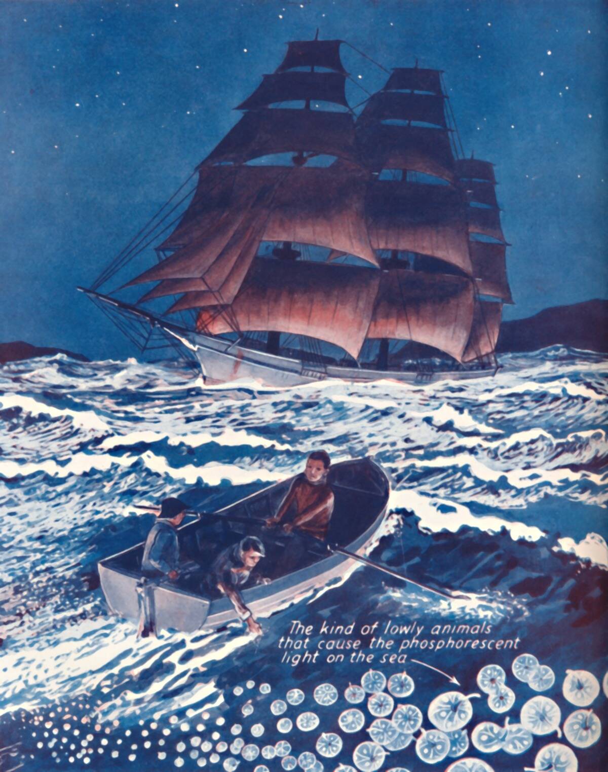 A Sea Illuminated By Living Nightlights