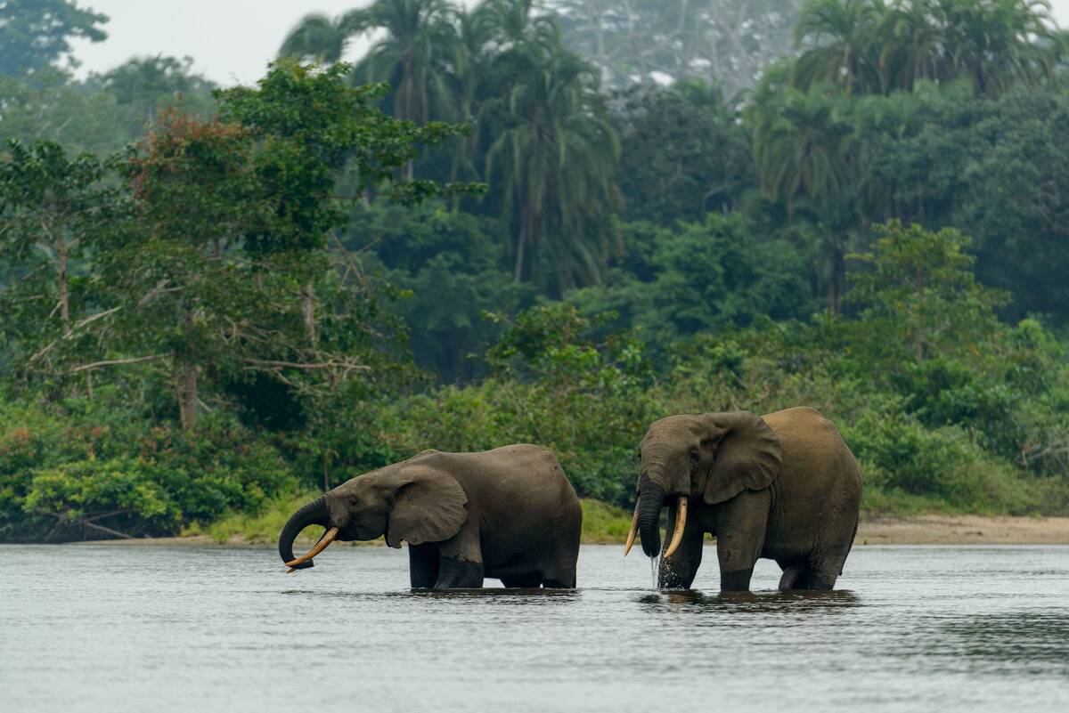 African forest elephant (Loxodonta cyclotis) in Lekoli River