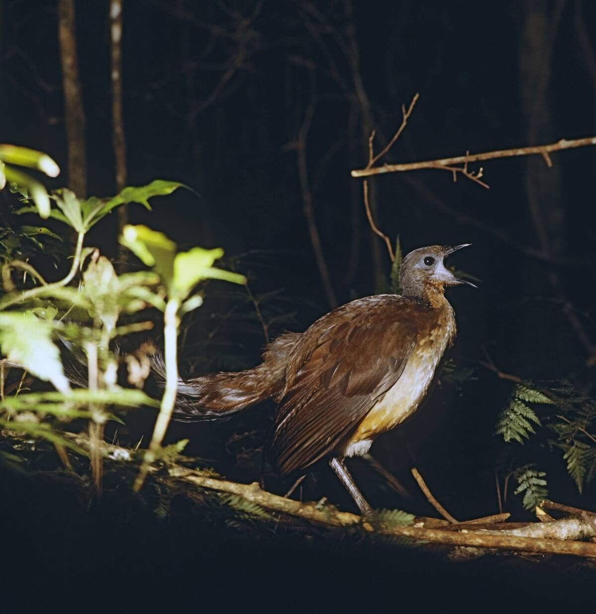 Alberts lyrebird