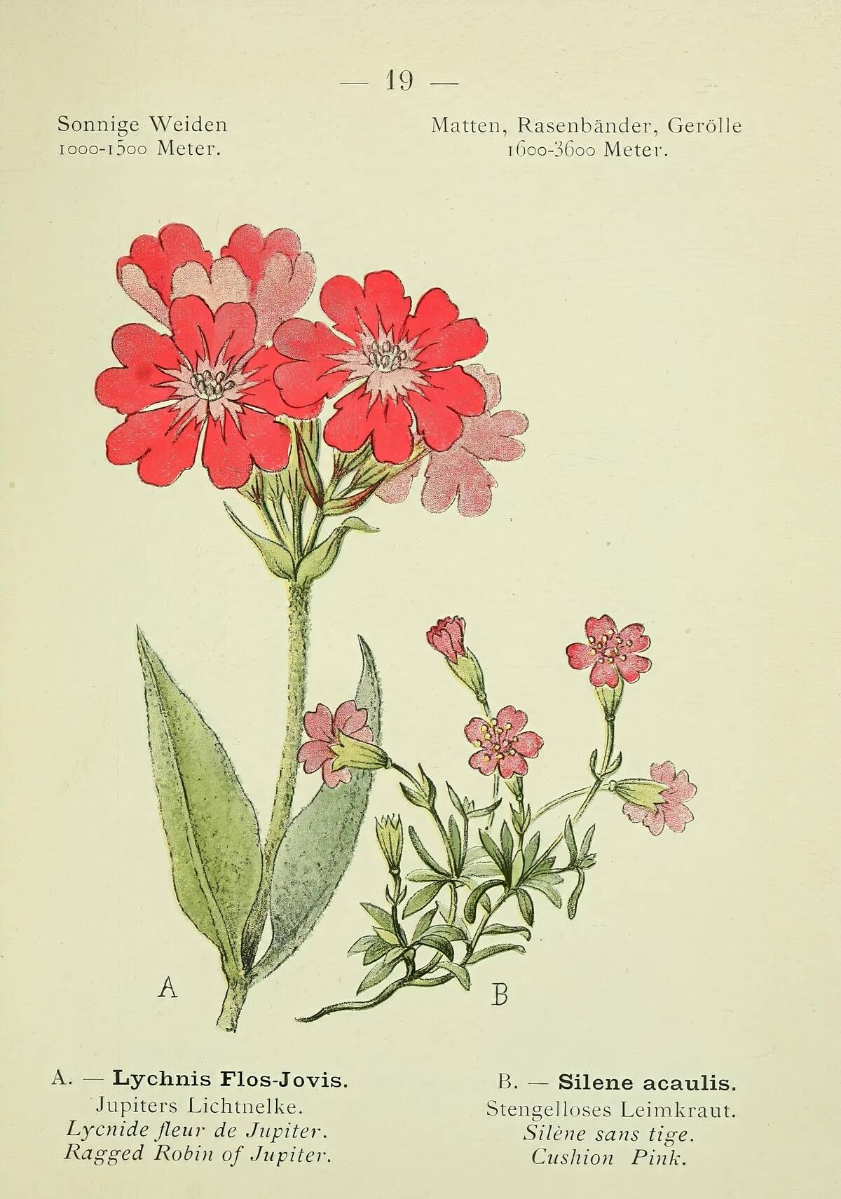 Alpen-Flora, Heidelberg