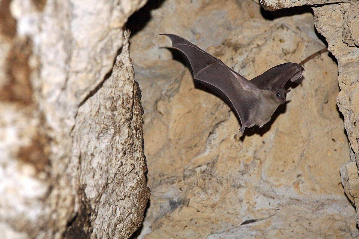 An Egyptian fruit bat flies in an abando