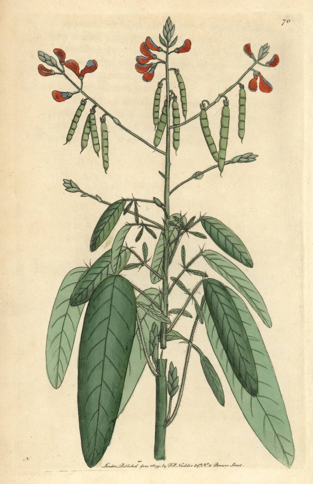 Animated hedysarum or moving plant Hedysarum gyrans