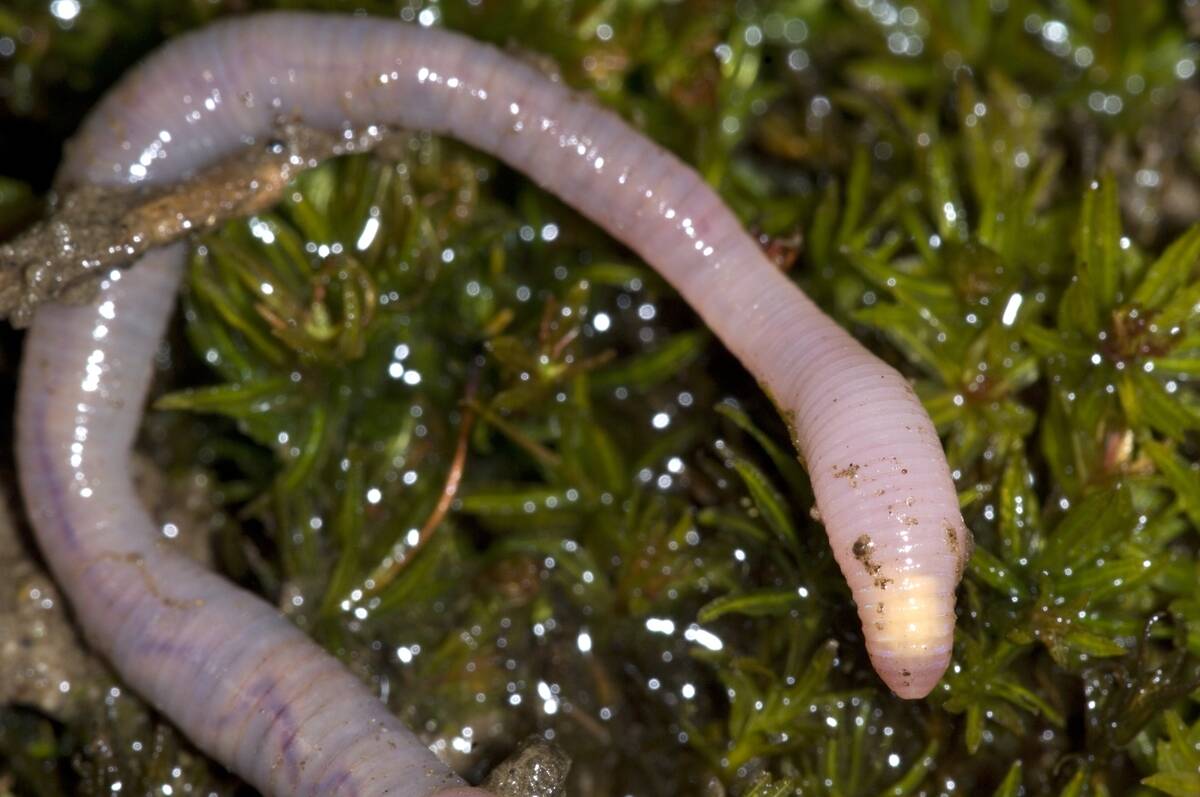 Annelida - Oligochaeta - Lumbricidae - Earthworm (Lumbricus terrestris). Tail end.