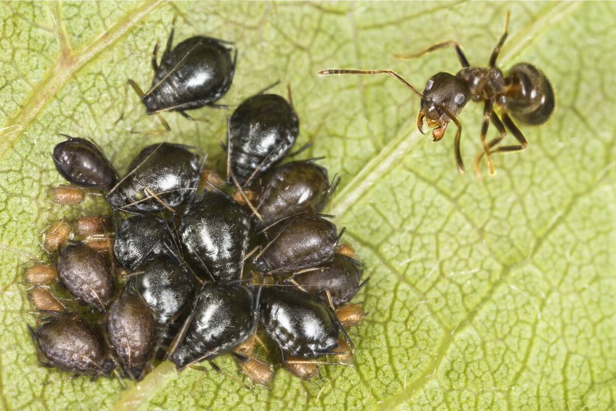 Ant and aphids.