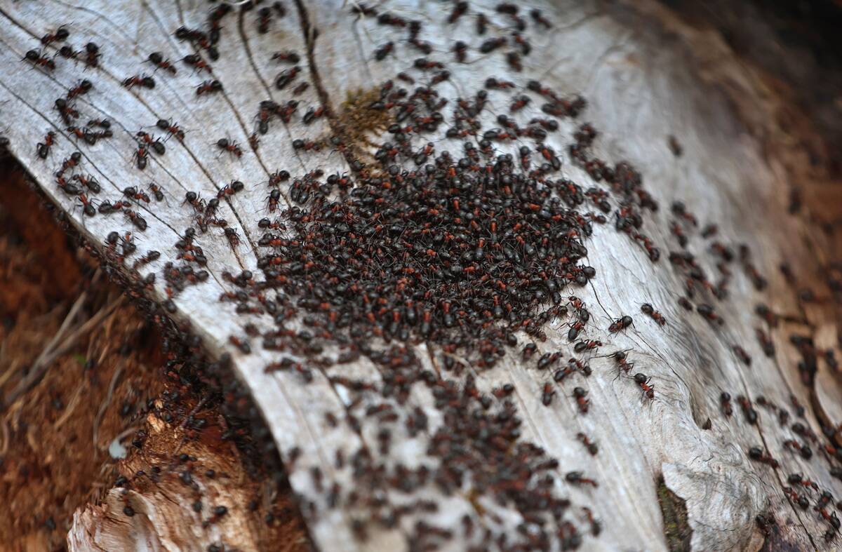 Ants in the forest