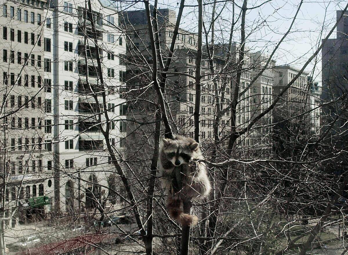 Apparently too afraid to move, a racoon holds on t