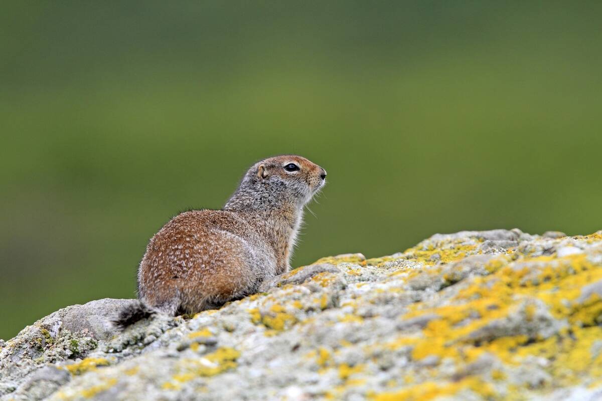 Arctic ground squirrel ( Urocitellus parryii or Spermophilus parryii )
