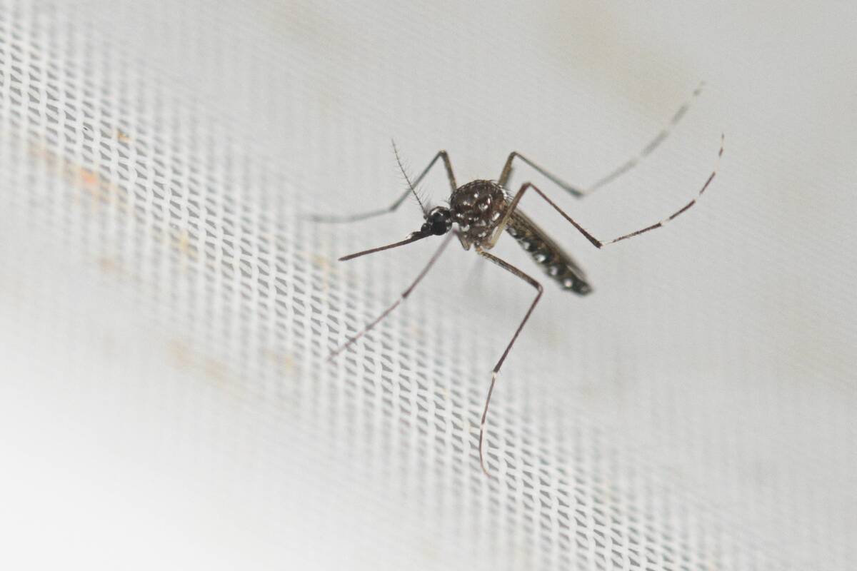 ARGENTINA-HEALTH-VIRUS-DENGUE-AEDES AEGYPTI