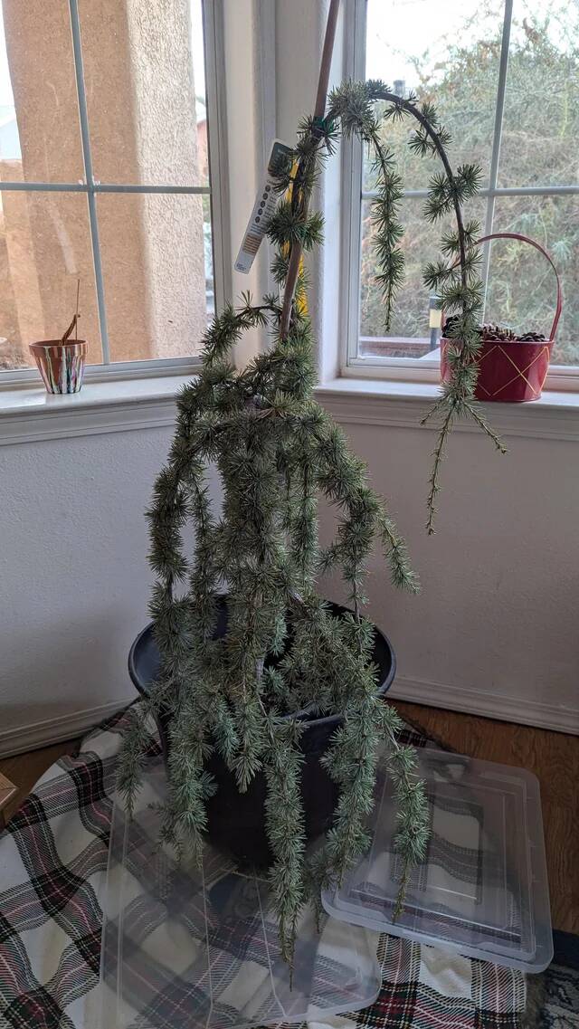 asked-my-husband-to-pick-up-a-christmas-tree-v0-6oc2y2wdq08e1