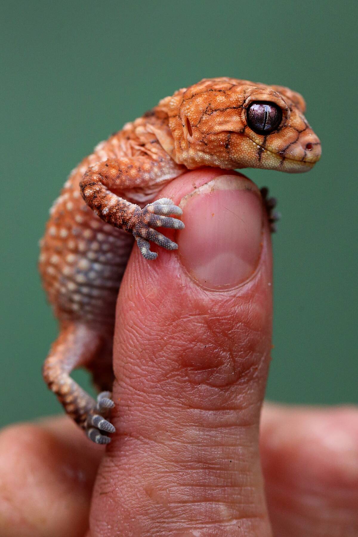 Baby Gecko On Display At Currumbin Wildlife Sanctuary