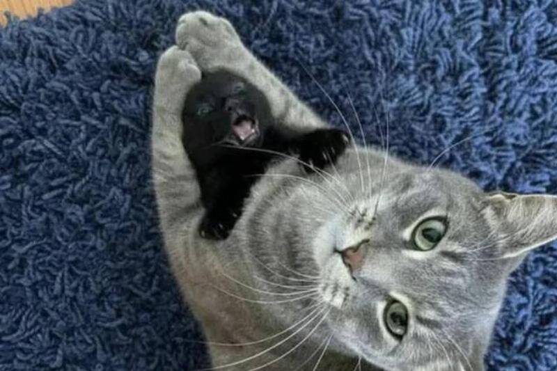 babysitting-v0-iyrxipufsdcg1-59140