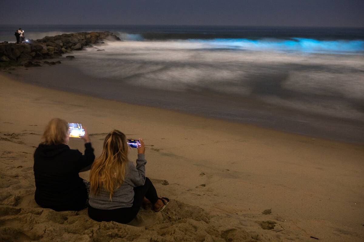 Bioluminescence in Orange County