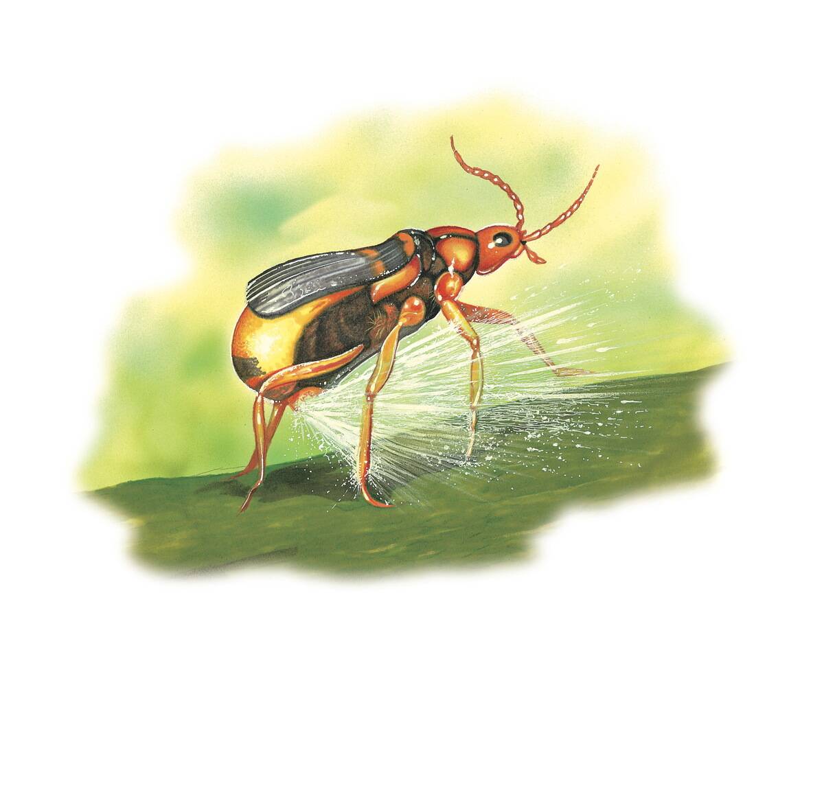Bombardier beetle