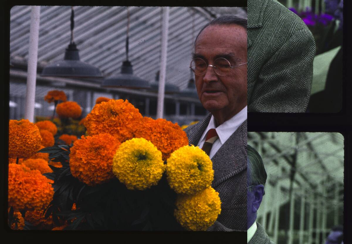 Botanist David Burpee Preparing Marigolds