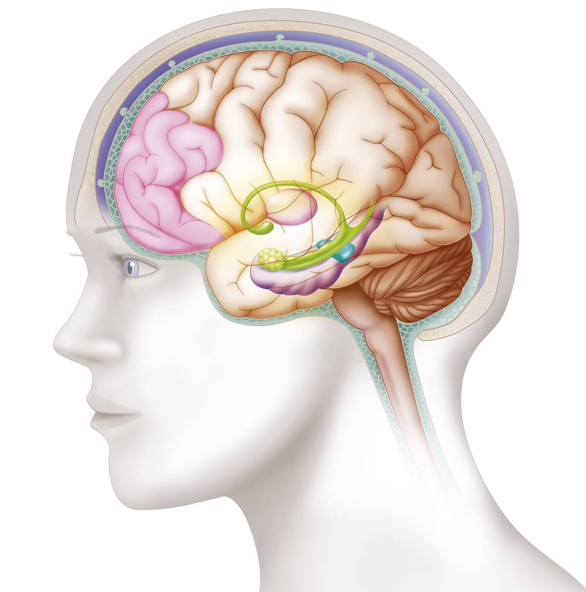 Brain, illustration