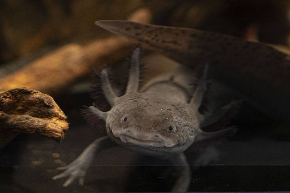 BRAZIL-ANIMAL-AXOLOTL