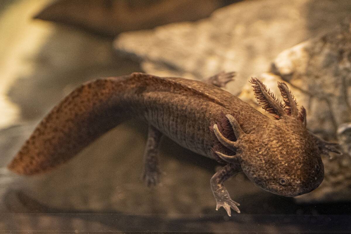 BRAZIL-ANIMAL-AXOLOTL