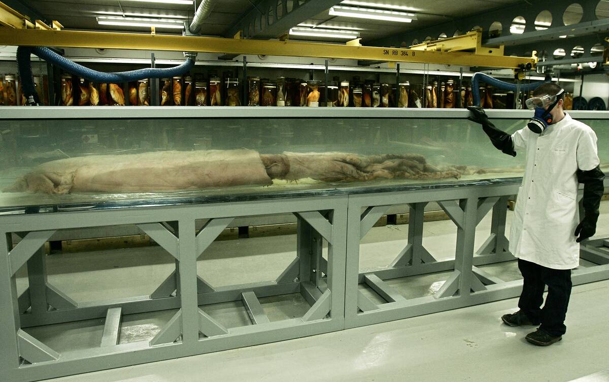 BRITAIN-SCIENCE-ANIMALS-SQUID-GIANT