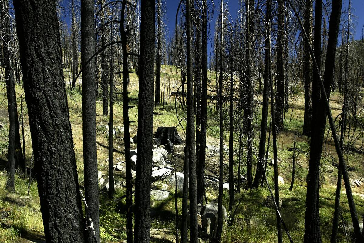 Bush Pushes To Undo Clinton Forest Preservation In Sierras