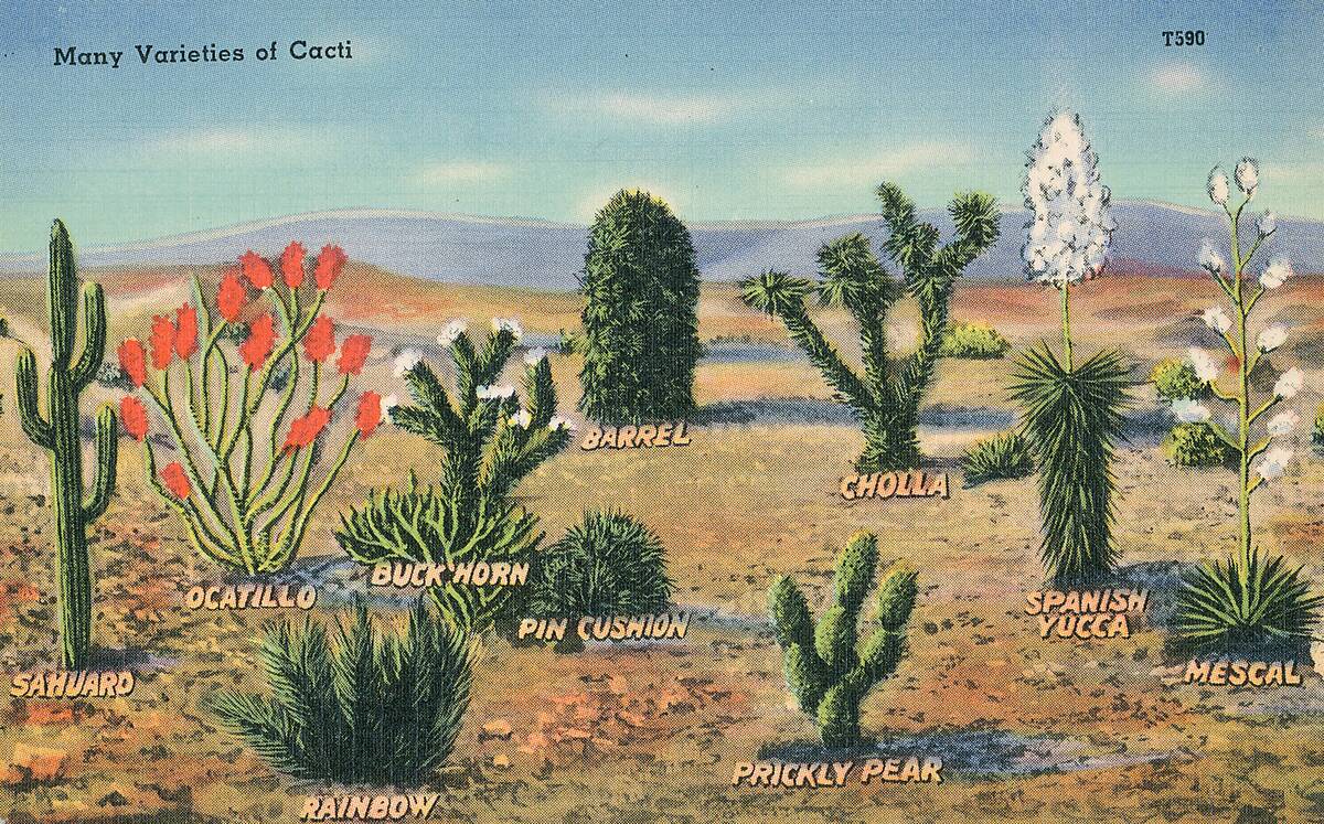Cactus Plants
