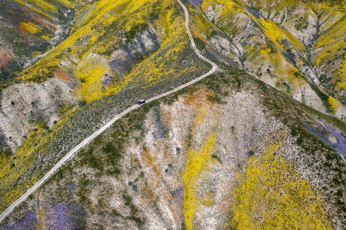 California's Unusually Wet Winter Brings Spring Superbloom Of Flowers