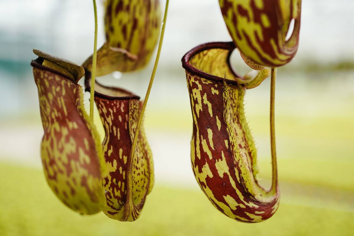 Carnivorous plants