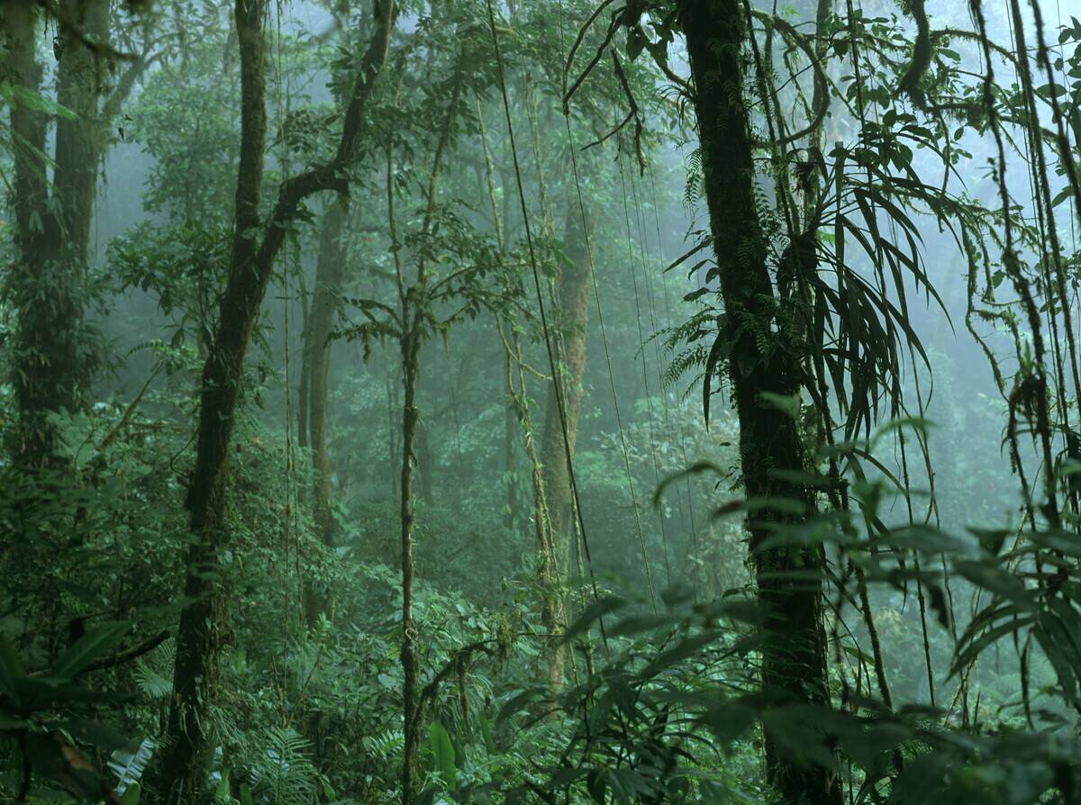 Cloud forest with trees Illianias and Bromeliads in mist Monteverde Biological Reserve Costa Rica Central America.