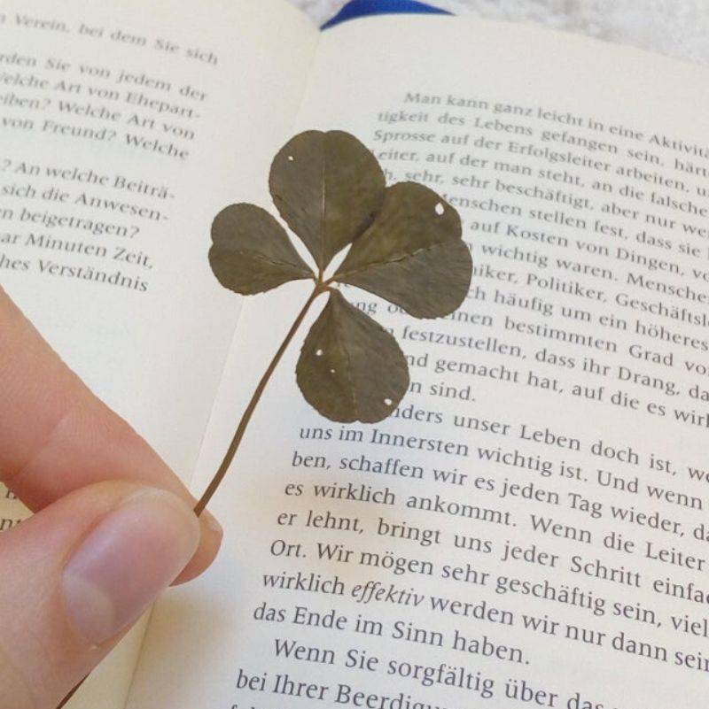 a four leaf clover in a book