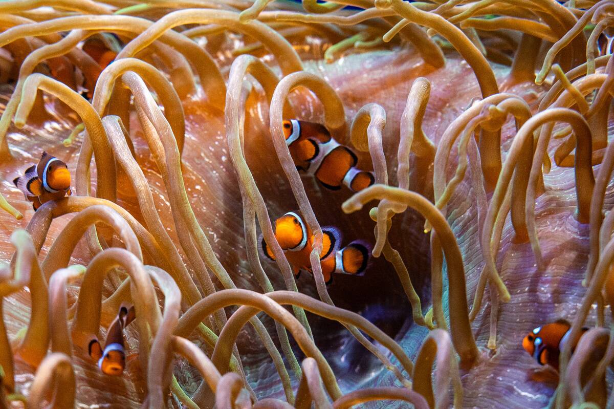 Clownfish also known as anemonefish pictured in their...
