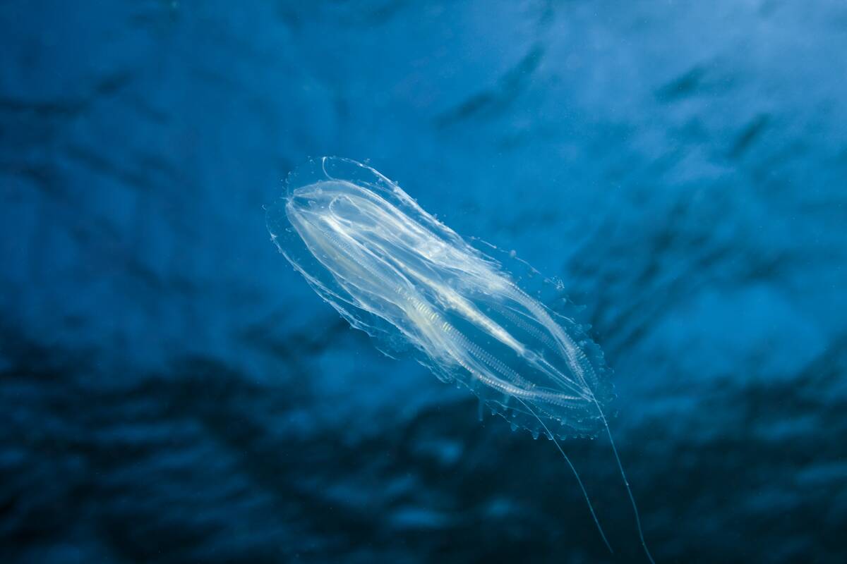 Comb Jellyfish, Tentaculata, Safaga, Red Sea, Egypt