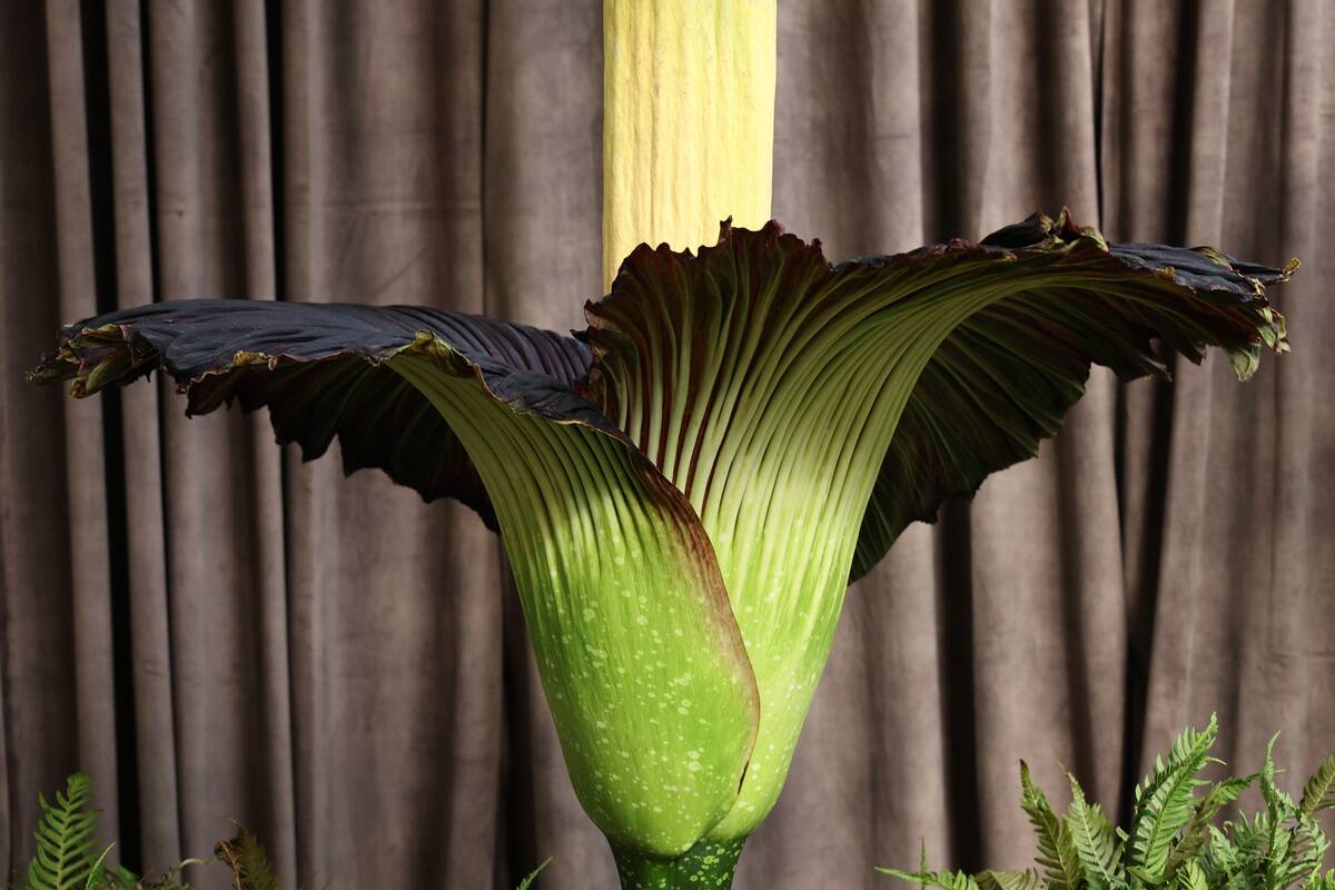 Corpse Flower Set To Bloom At Botanic Gardens