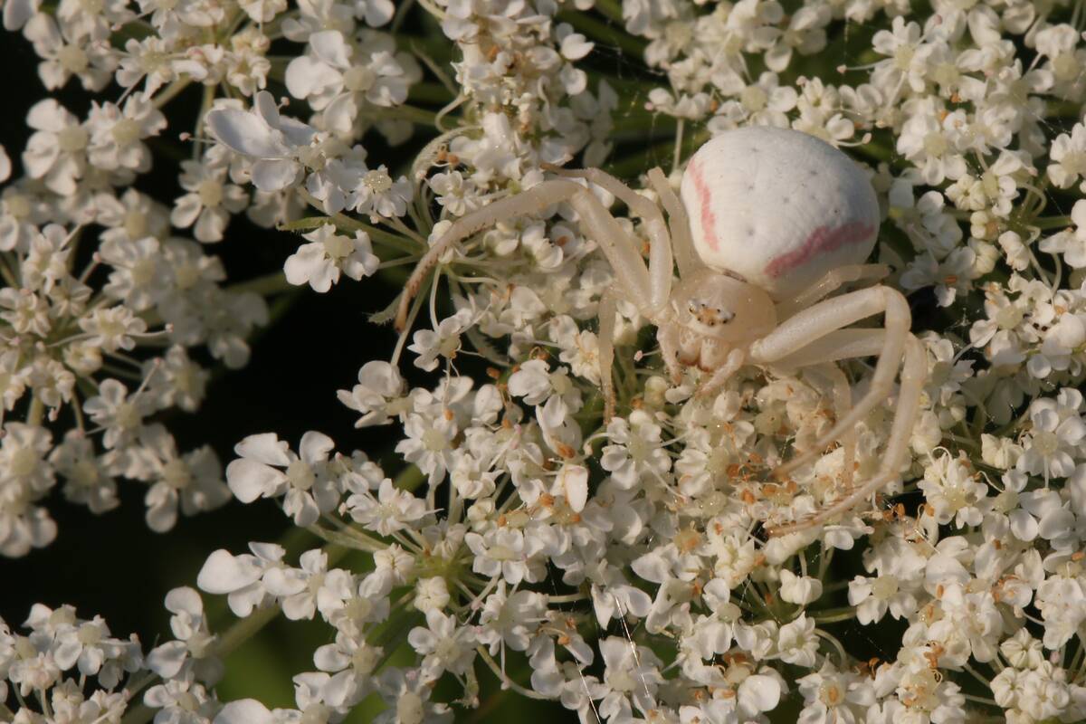 Crab Spider