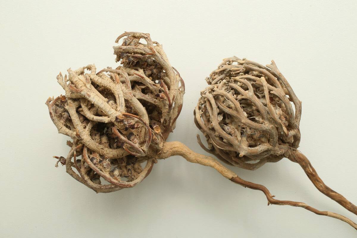 Dahlem Seed Bank Opens New Center And Repository