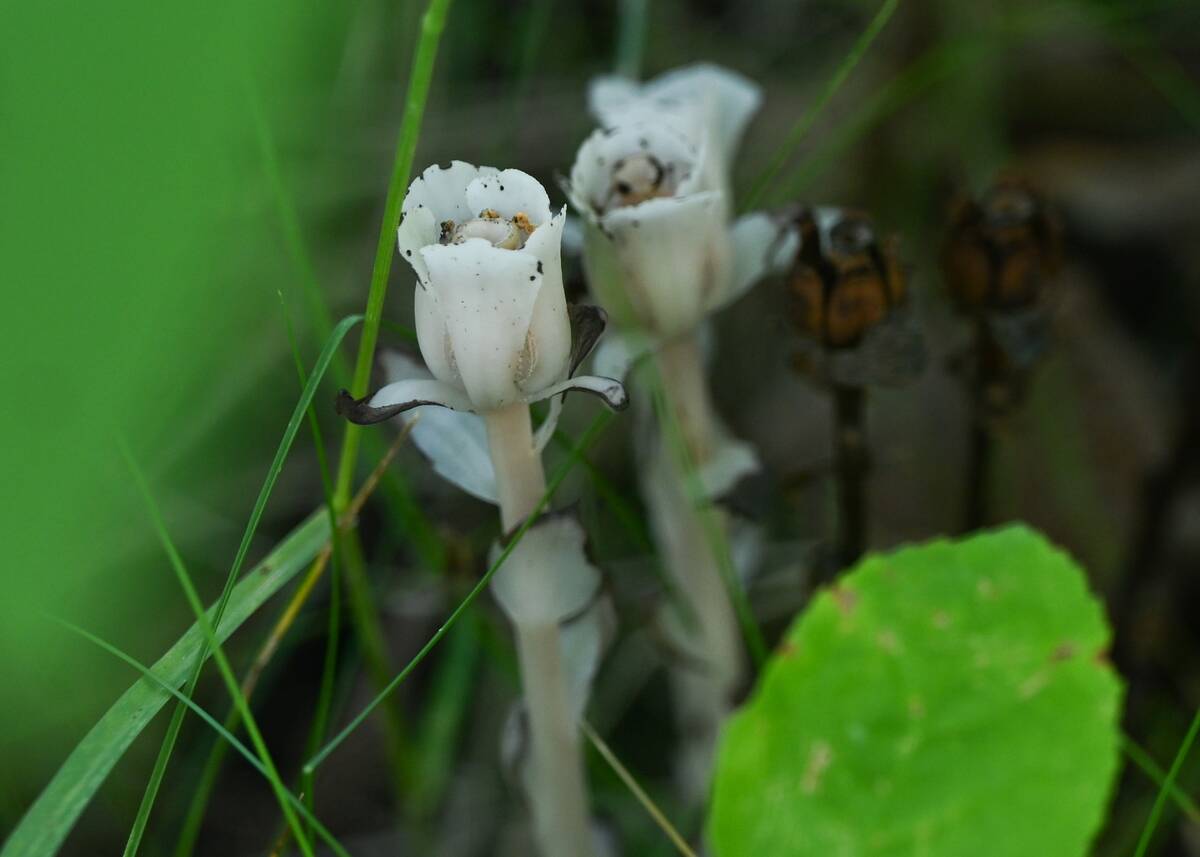 Daily Life In Edmonton