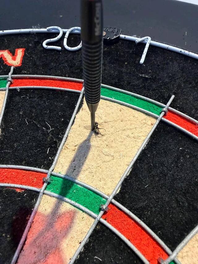 darted-a-fly-v0-bp44h0k3i8eg1