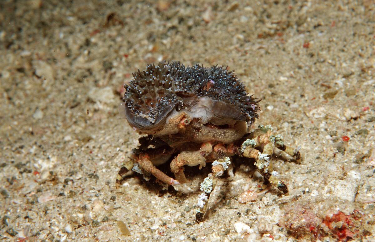 Decorator spider crab, Cyclocoeloma tuberculata, Komodo National Park, Indian Ocean, Indonesia