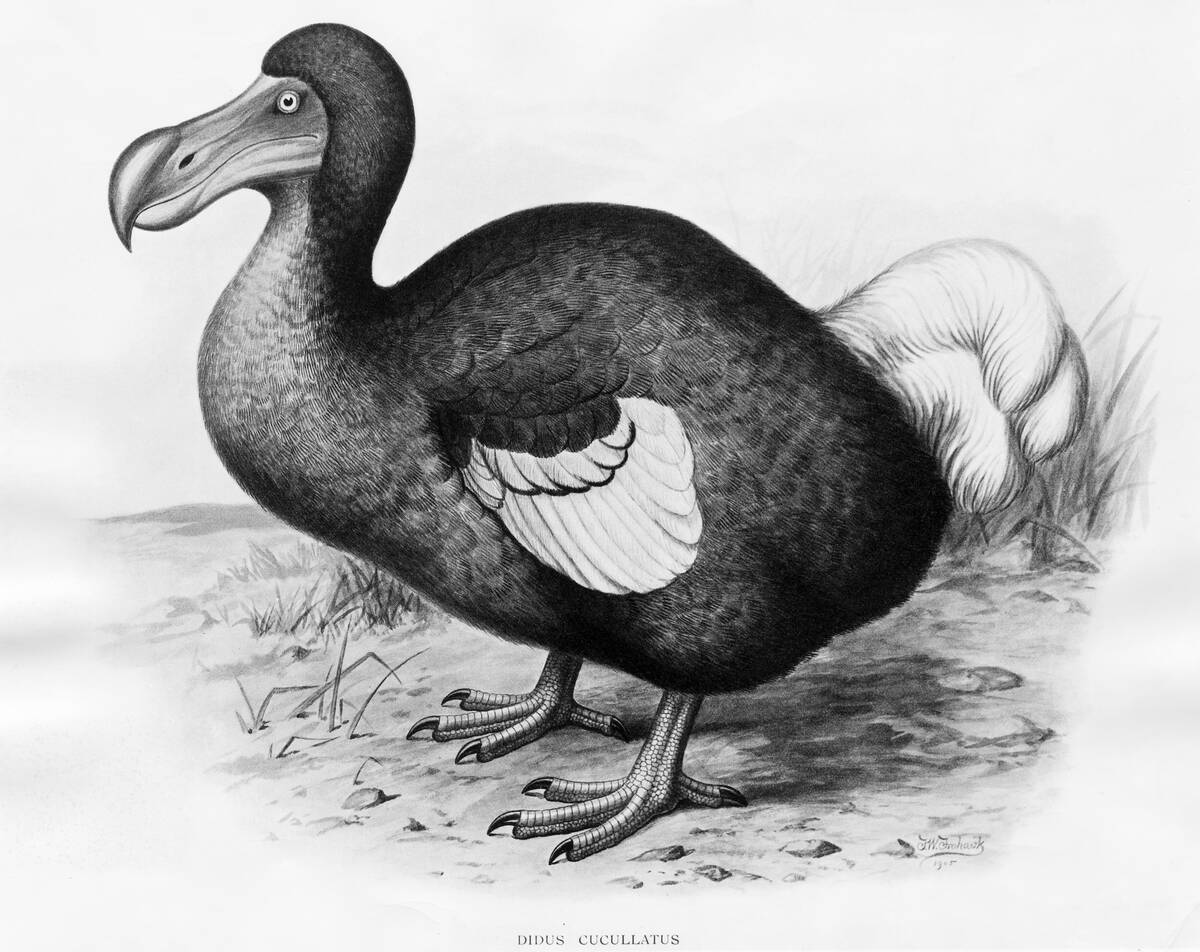Didus Cucullatus by Fredrick William Frohawk