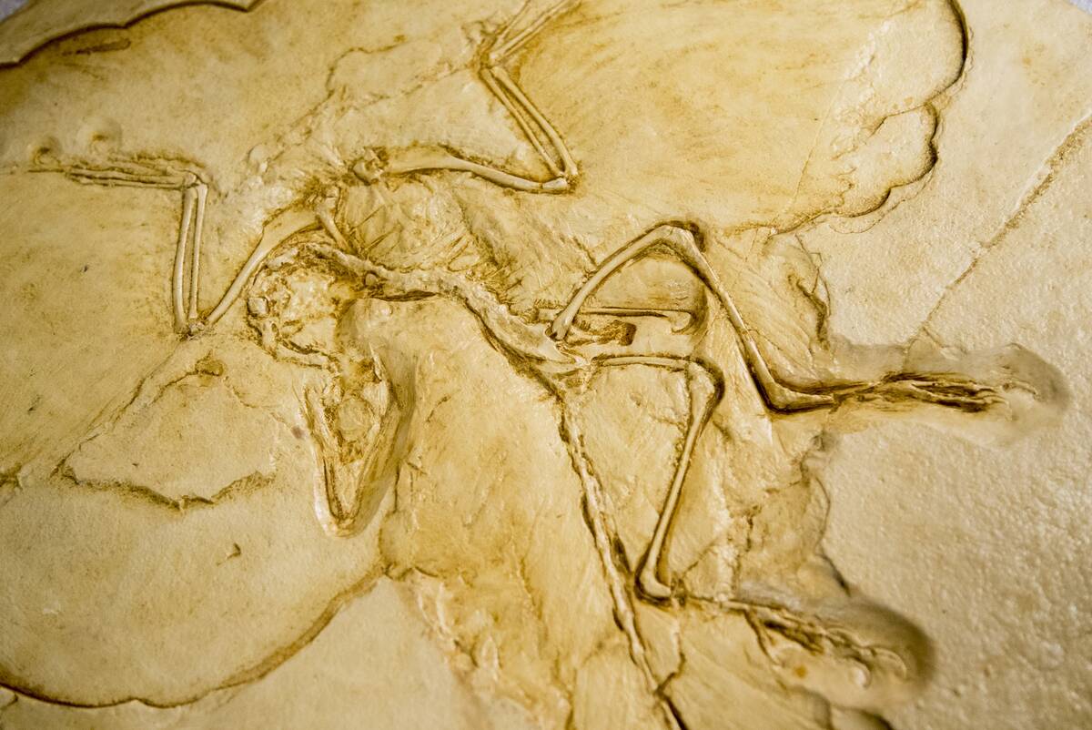 Dinosaur Skeletons And Artifacts At Royal Ontario Museum