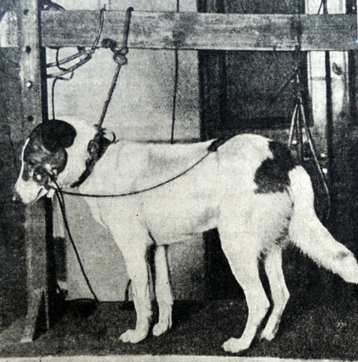Dog is conditioned in the laboratory of Ivan Petrovich Pavlov.