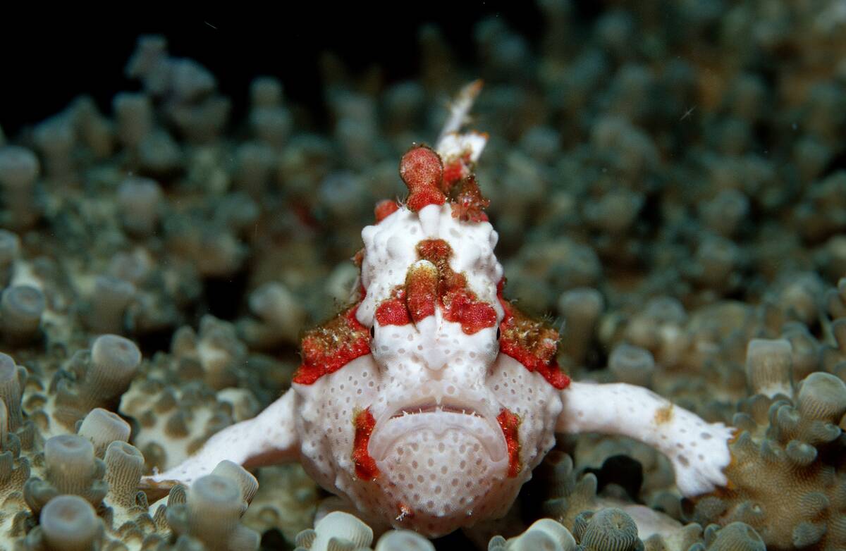 Dwarty frogfish, antennarius maculatus, Indonesia, Indian Ocean, Komodo National Park