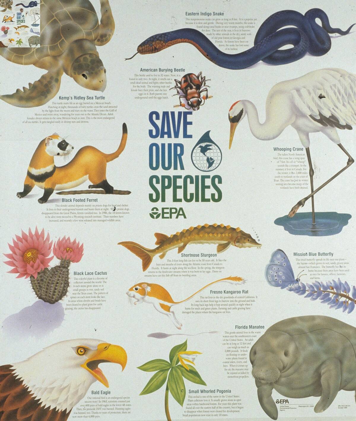 Endangered Species Poster