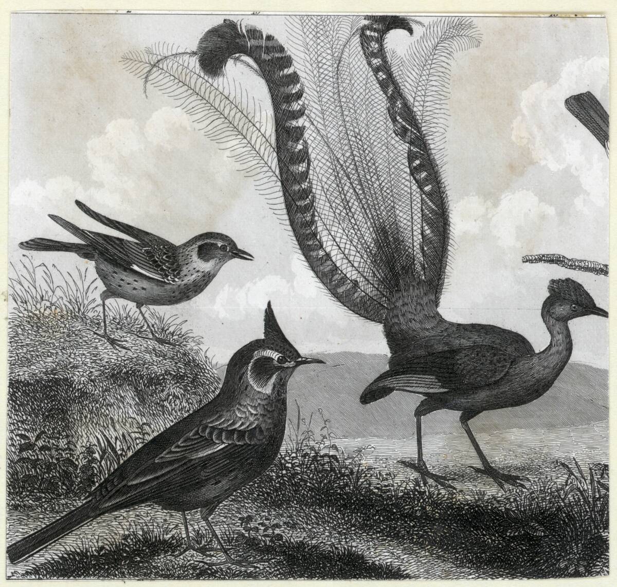 Engraving Of A Lyrebird