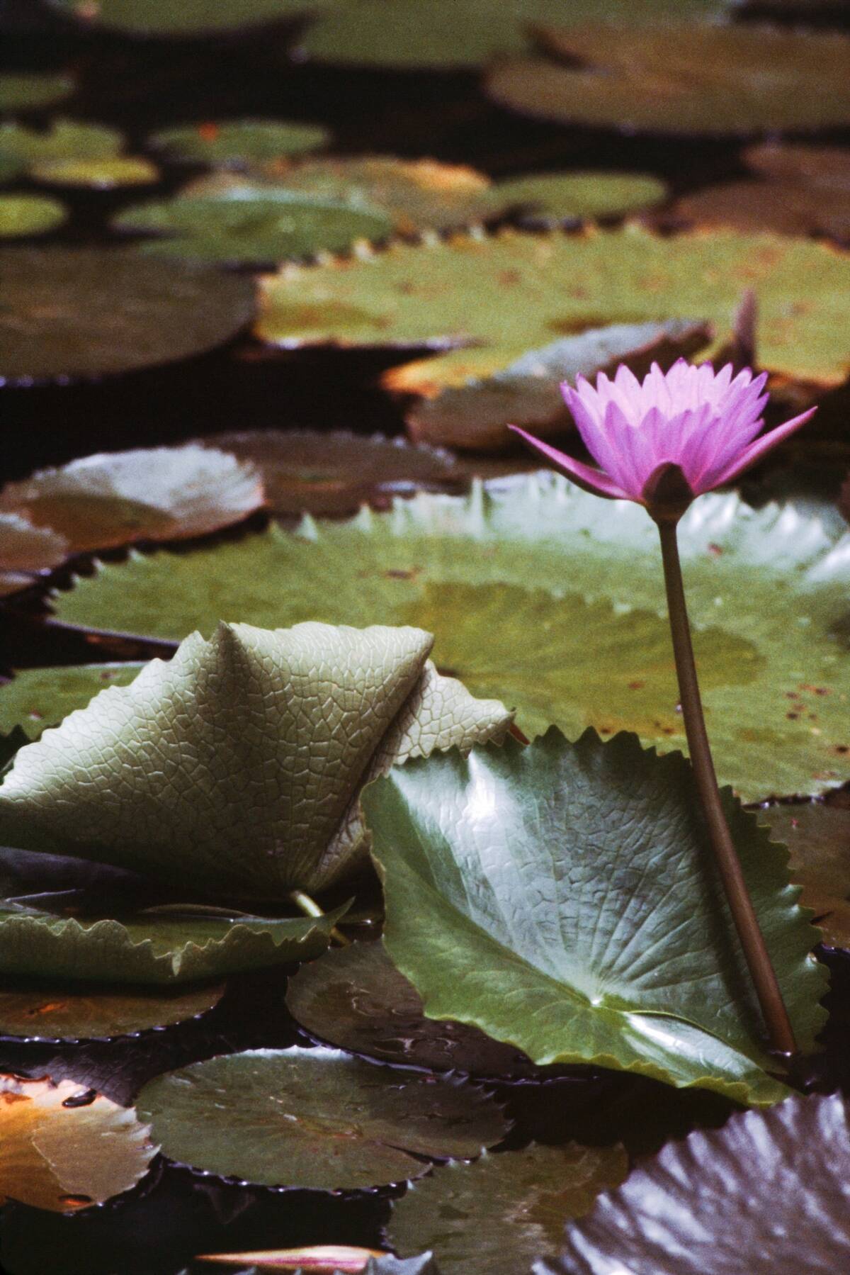 Fairchild Garden Flower
